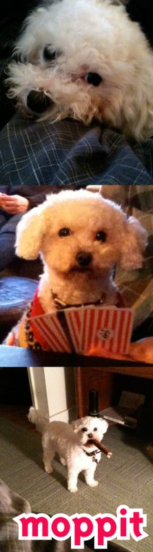 Moppit
