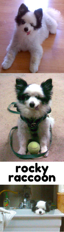 Rocky Raccoon