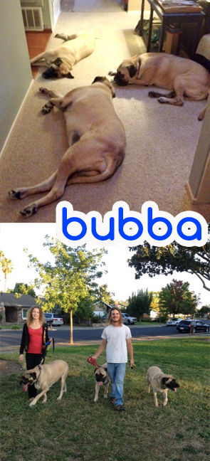 Bubba the Mastiff