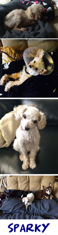 Sparky (aka Trinket)