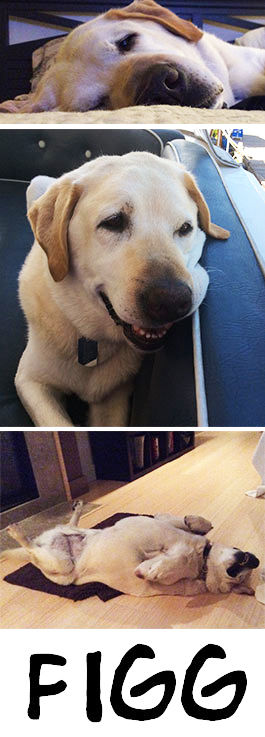 Figg (a.k.a. Fig Newton)