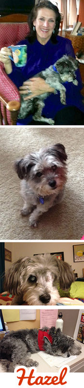 Hazel (#2525)