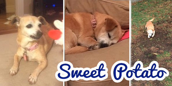 Sweet Potato (a.k.a. Sweet Pea)