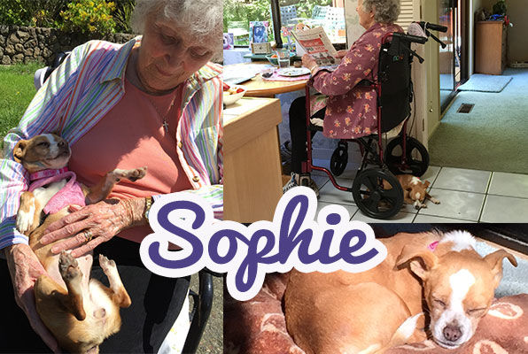 Sophie (aka Jessie 3686)