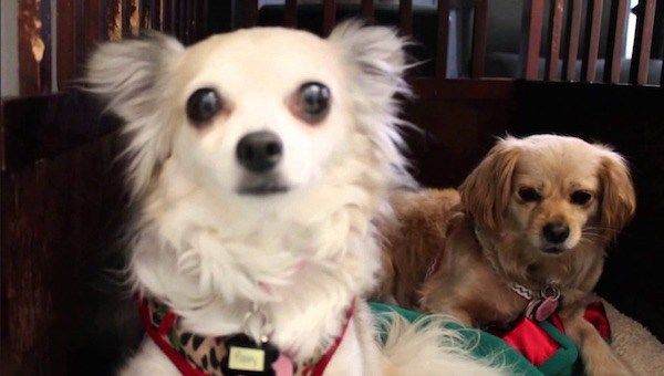 A Vet Suite Interview with Rosie and Poppy