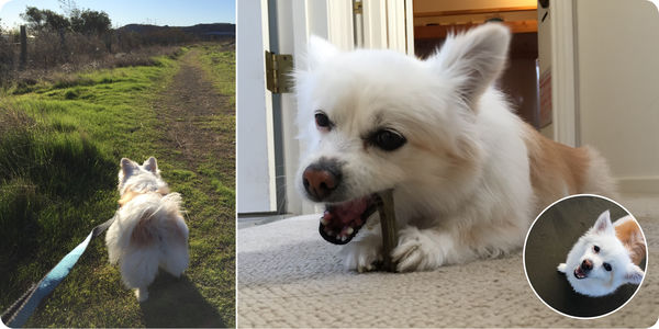 Bella (aka Jelly) #4620