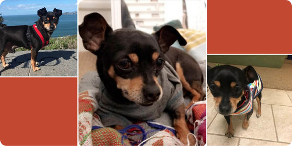 Bear (aka Alfie) #5732