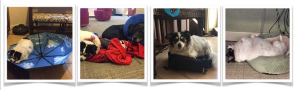 Mrs. Weasley (aka Ms. Donut)