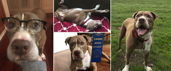 Max (formerly Horton)