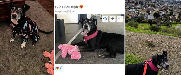 Siena (aka Double Dutch)