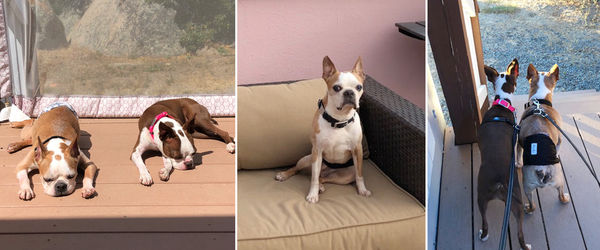 Corrado (aka Harvard)