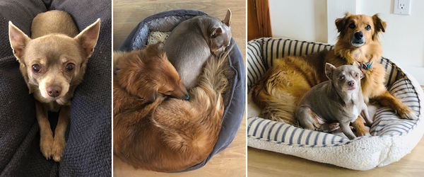 Cashmere (aka Cinder)