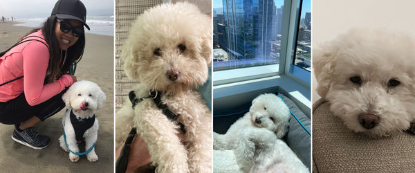 Teddy (aka Richmond)