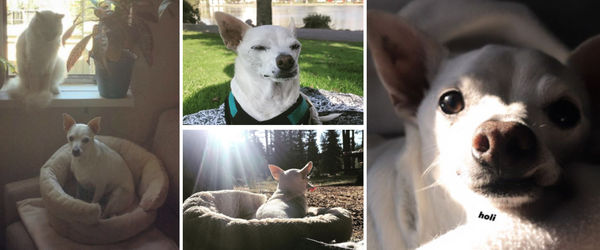 Arturo (aka Preston)