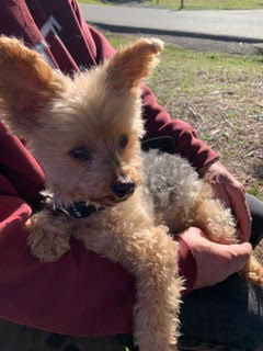 Gibson (fka Pom Pom)