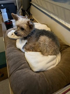 Gibson (fka Pom Pom)