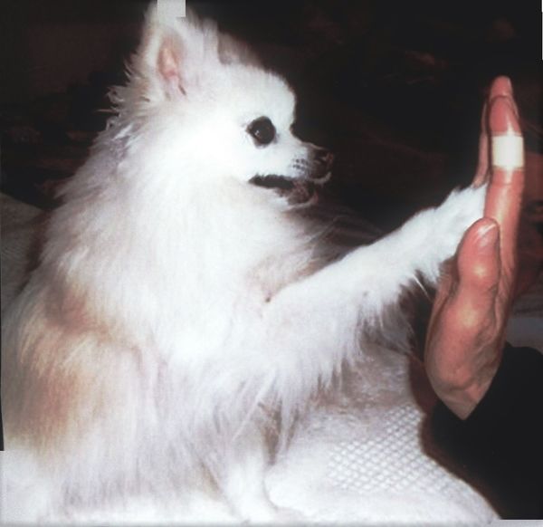 Herman, Muttville foster October 2010