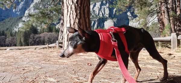 Chestnut's first time at a park