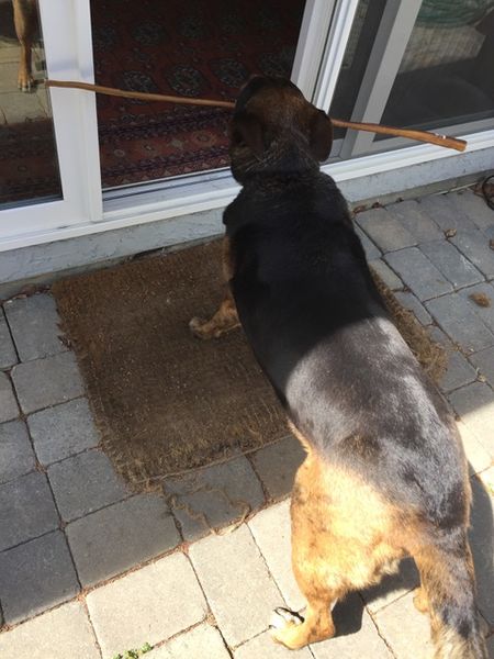 Keisha and her bully stick
