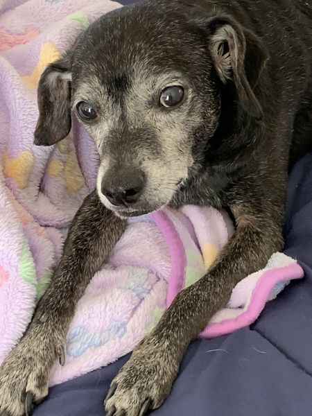 The Adoption of Atari