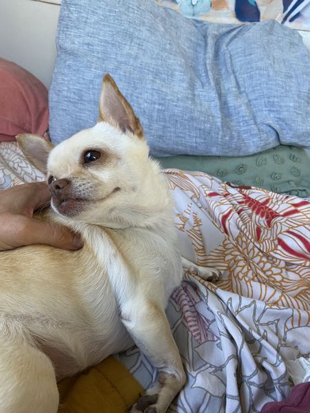 Monkey (fka) Amethyst