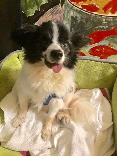 Teardrop, Stevie, Ethel, Goose & Pappy