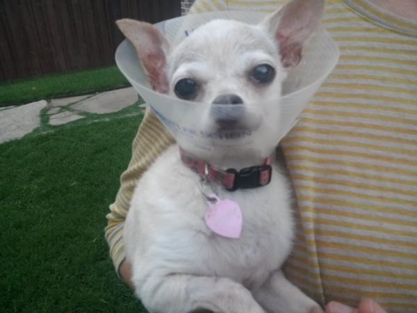 Teardrop, Stevie, Ethel, Goose & Pappy