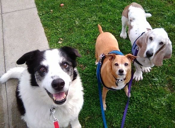 The Starliper-Mullane Pack