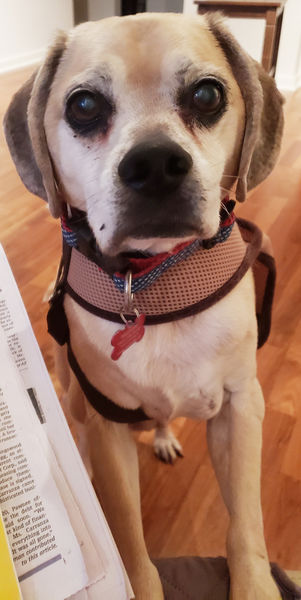 Squid and the recliner