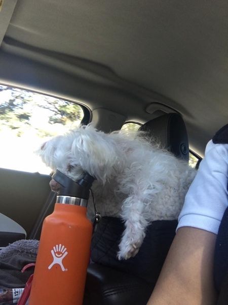 Macy & Lulu (fka Beverly)