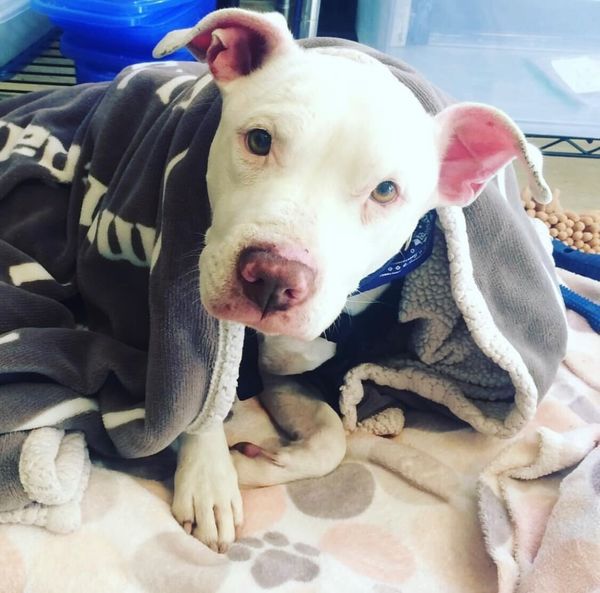 The incredible rehab of Dude