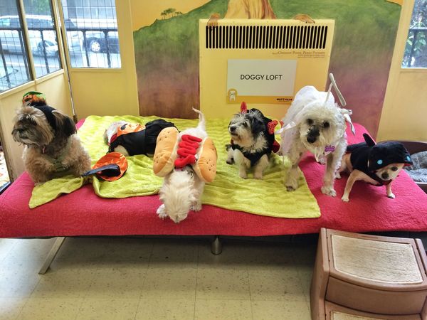 Howloween October 2014