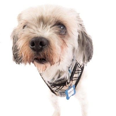 Georgie (fka Puppacino)