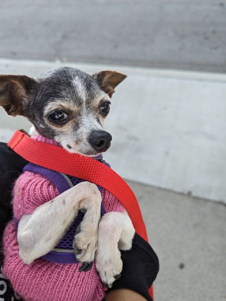 Mary Jane (fka Violet)