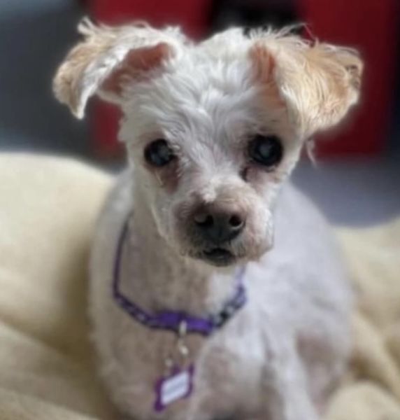 Toby (fka Applejacks)