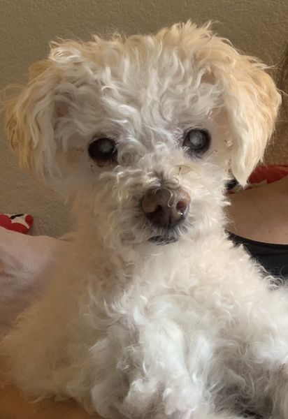 Toby (fka Applejacks)