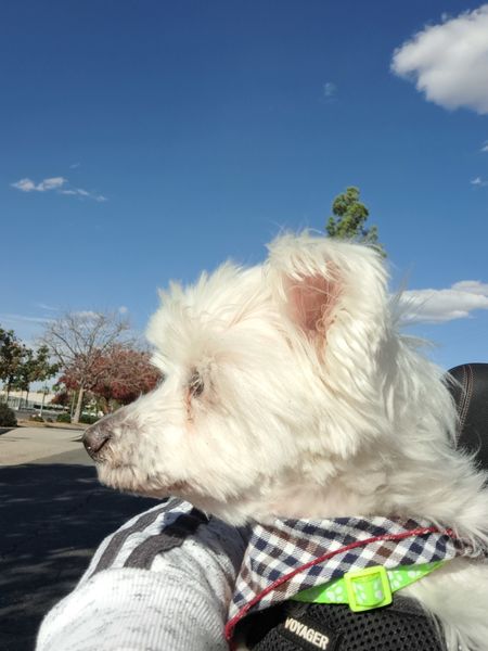 Bentley (fka Webber)