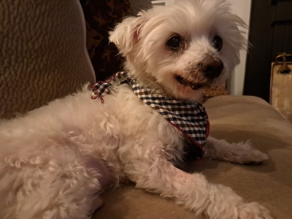 Bentley (fka Webber)