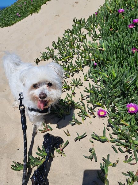 Bentley (fka Webber)