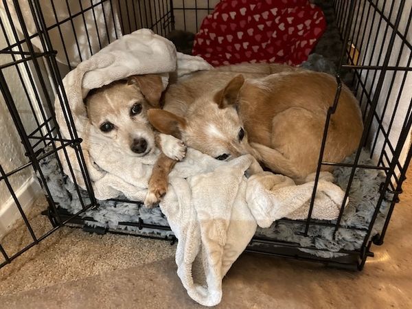 Toby (fka Cornelius)