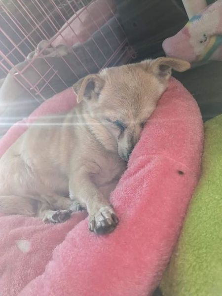 Foxy (fka Bubble Gum)