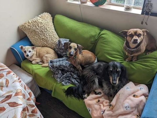 Foxy (fka Bubble Gum)