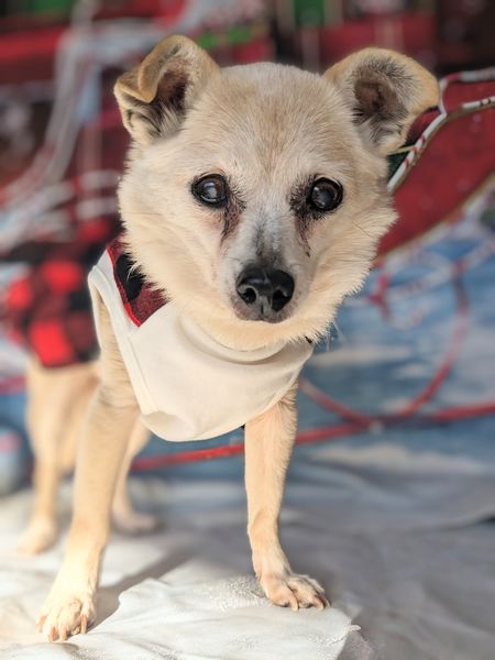 Foxy (fka Bubble Gum)