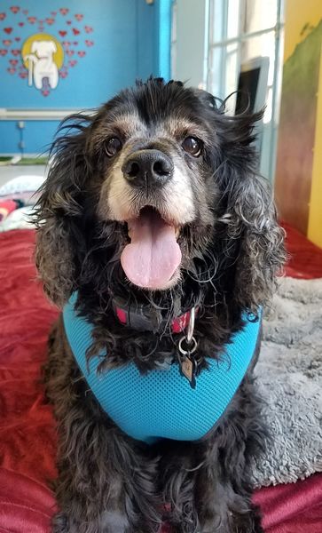 Penelope (fka Cocoa Puff)