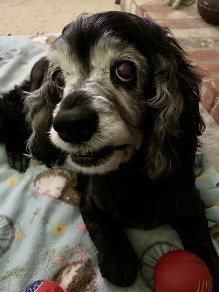 Penelope (fka Cocoa Puff)