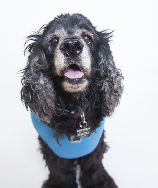 Penelope (fka Cocoa Puff)