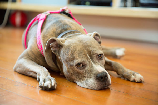 Betty (fka Mochi 3978)