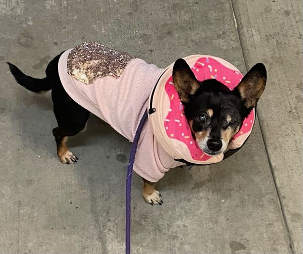 BlueBelle (fka Deja Blue)