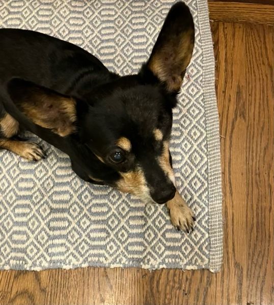 BlueBelle (fka Deja Blue)