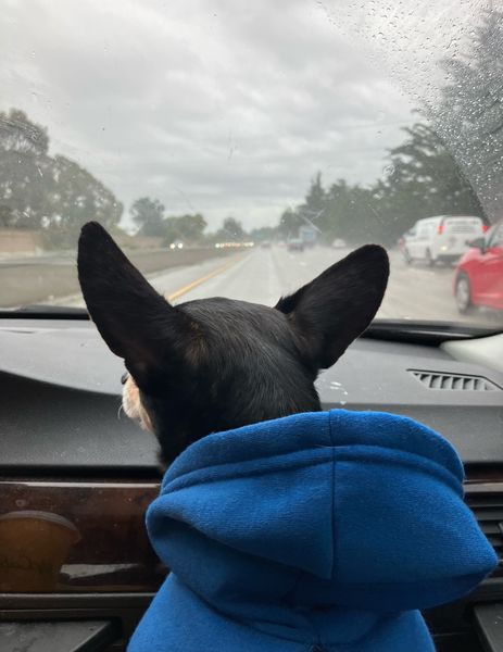 BlueBelle (fka Deja Blue)